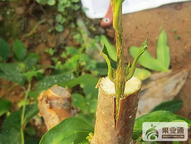 柑桔最新嫁接方法视频
