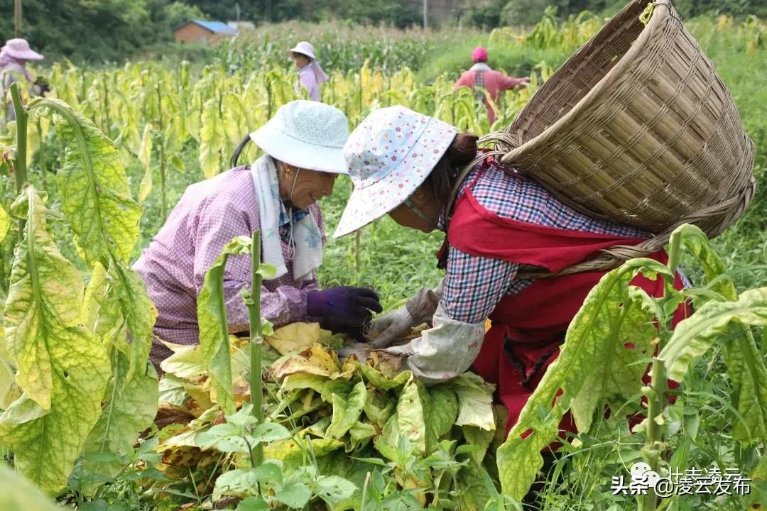 最新烤烟的烘烤技术