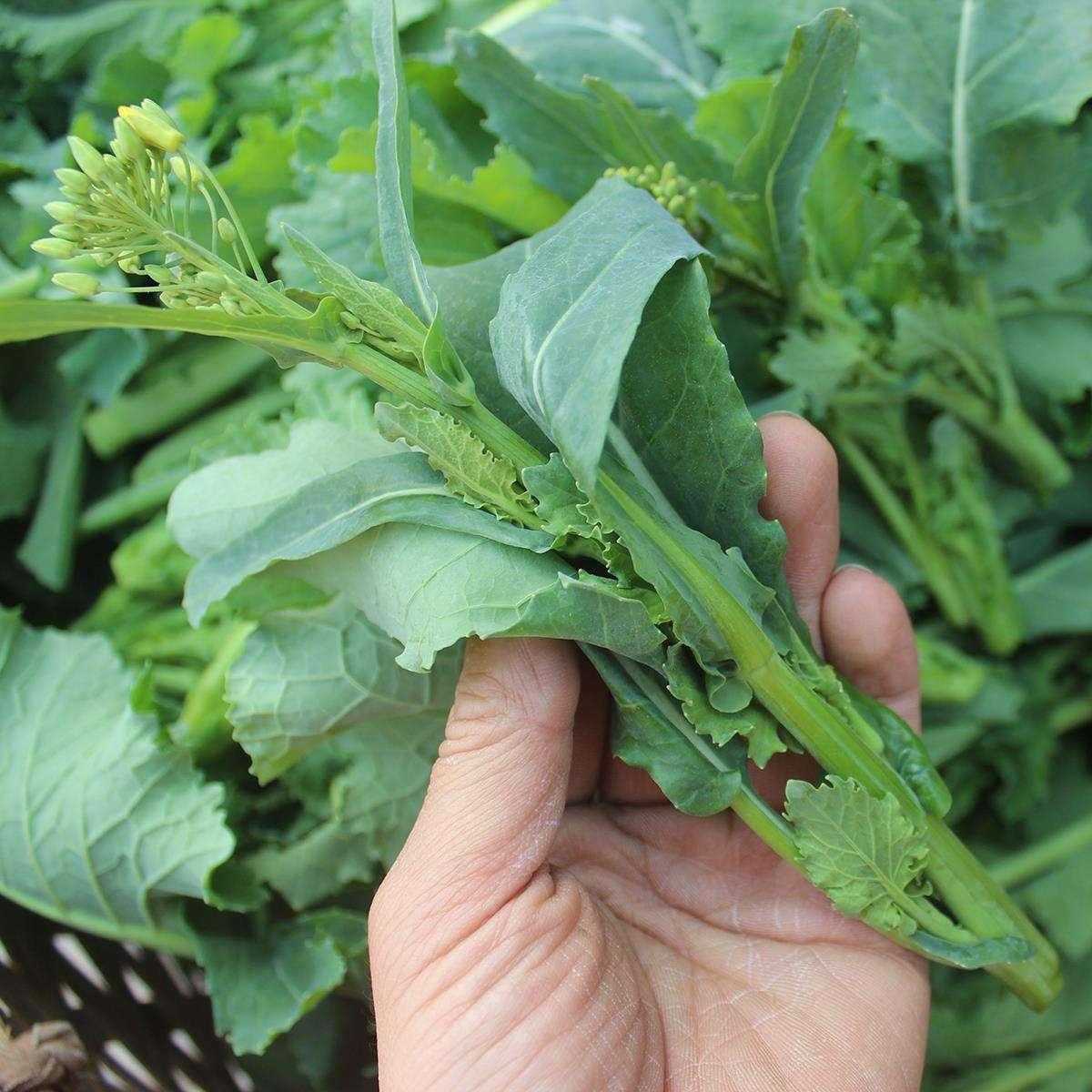 武汉蒜薹价格最新行情
