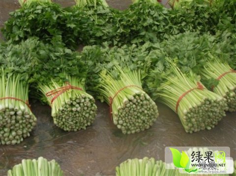 西芹价格最新行情