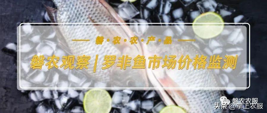 罗非鱼广东最新收购价