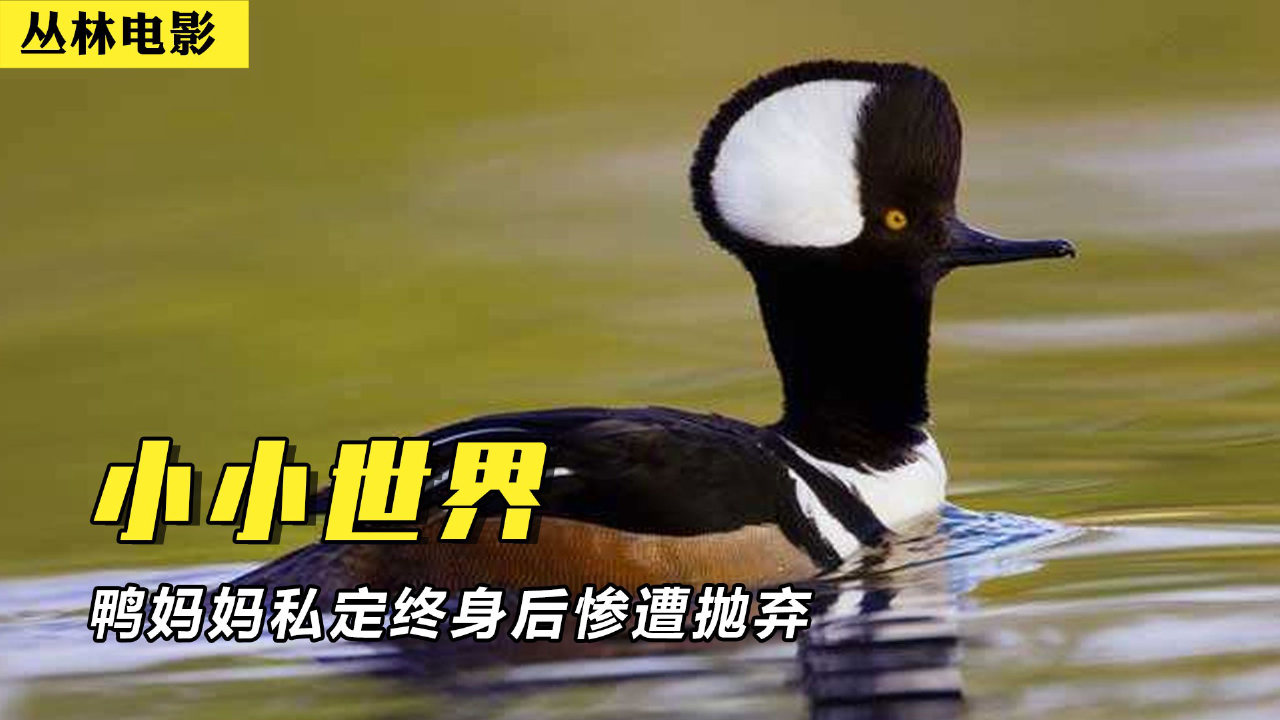 影视鸭最新