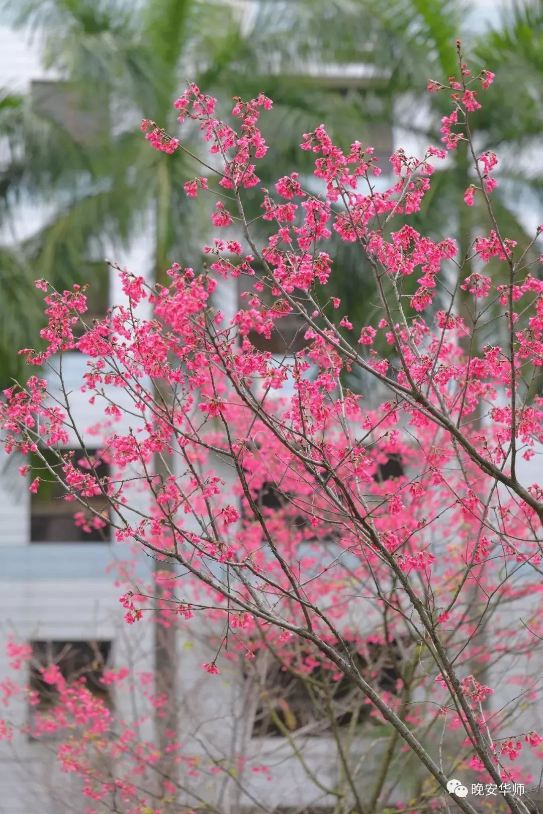 袂花最新
