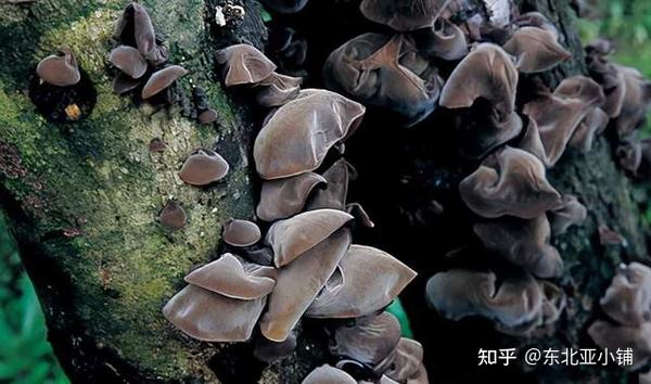 木耳最新研究