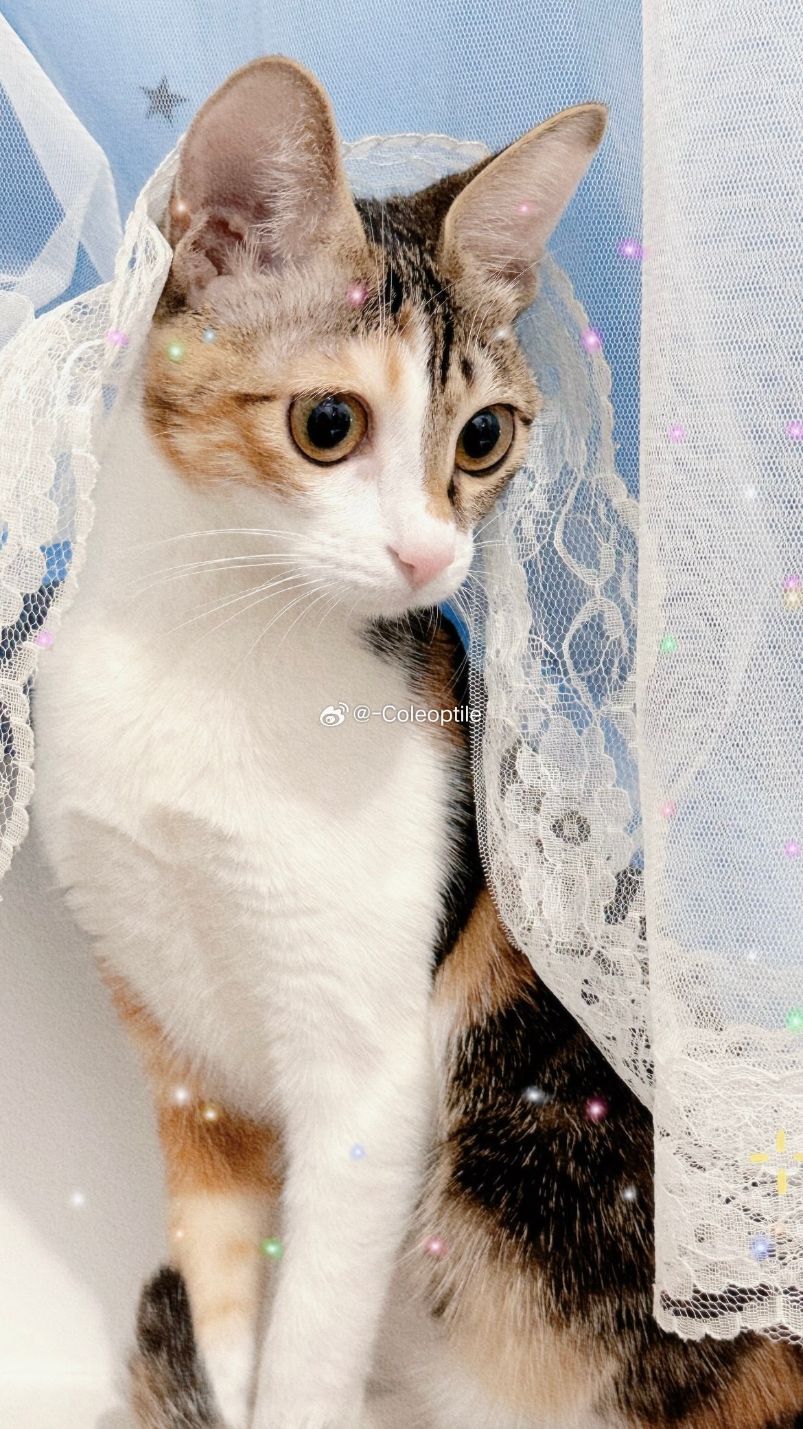 猫米最新网