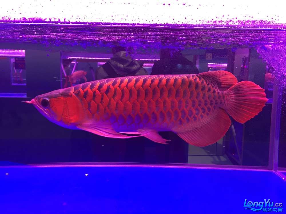 红龙鱼2017年4月新品