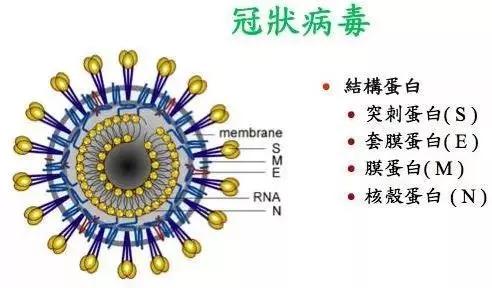 冠状病毒最新消息