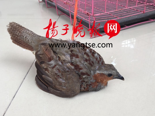 最新竹鸡视频
