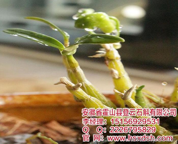 米斛价格