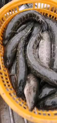 今日黑鱼价格行情