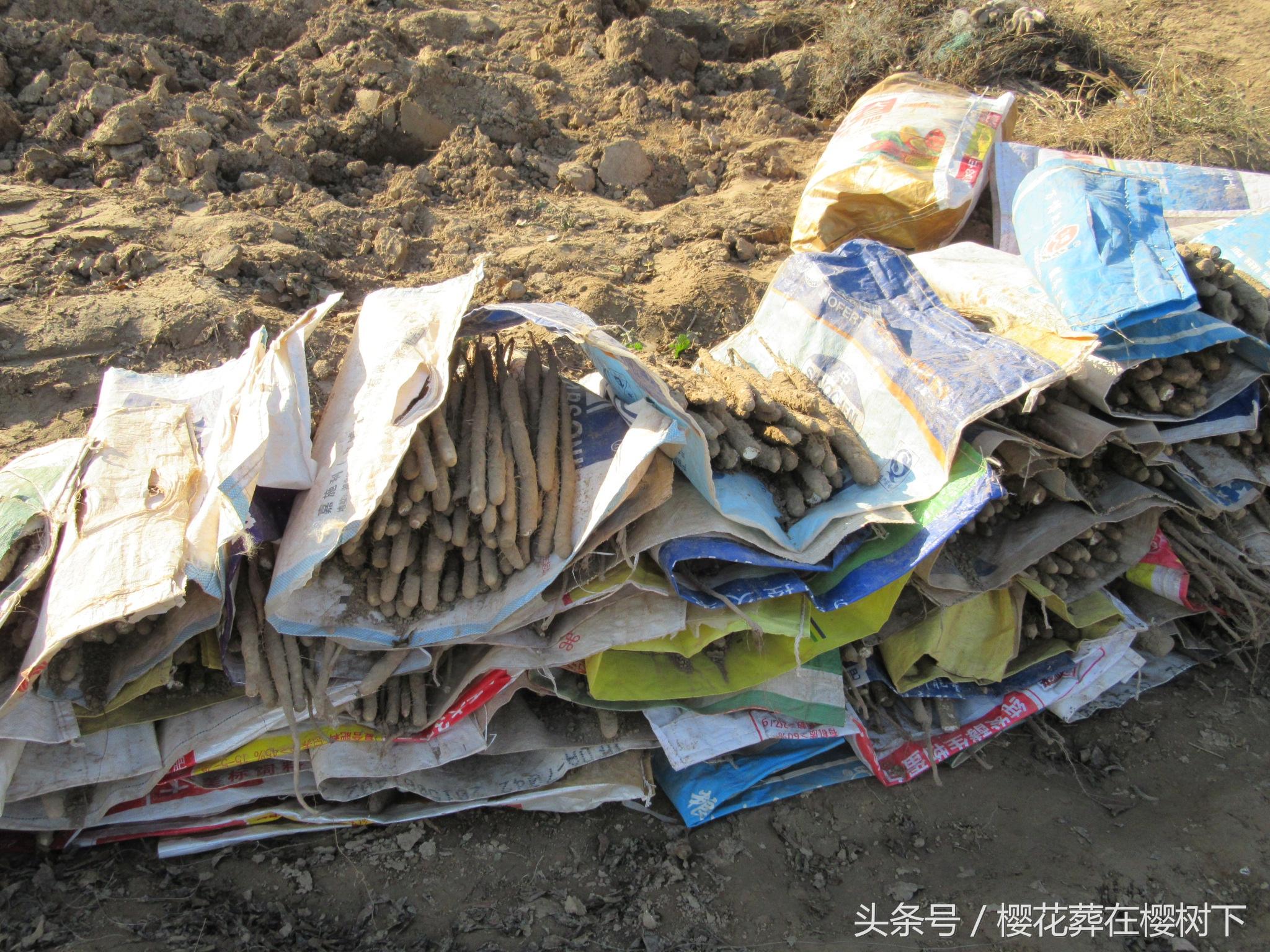麻山药价格最新行情