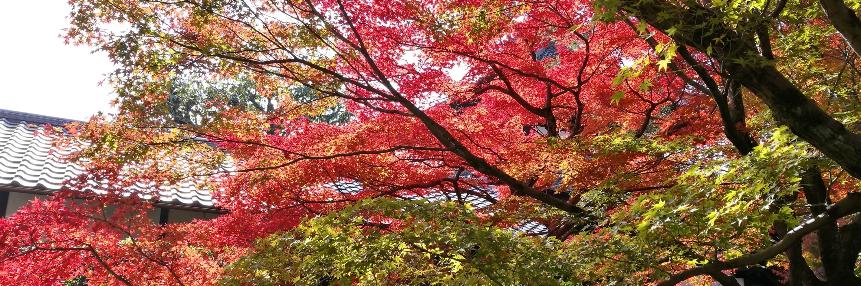 京都秋色新览