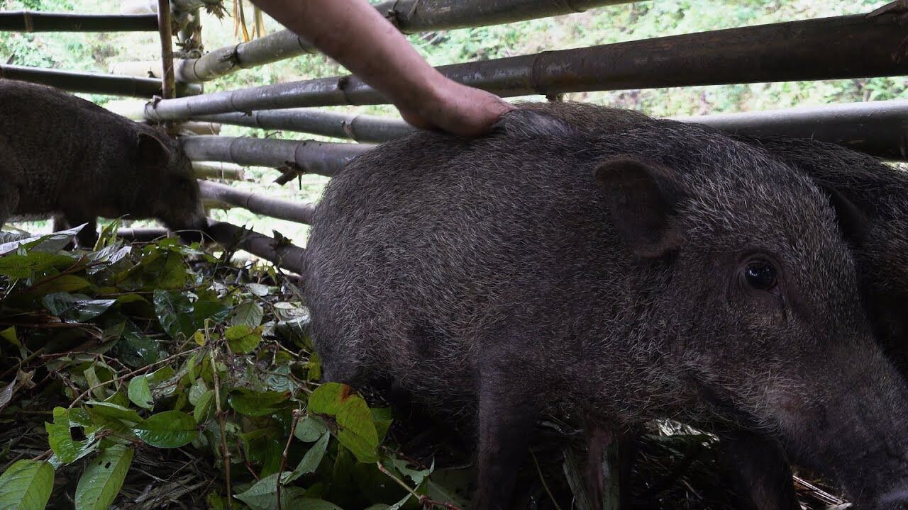 野猪最新网址
