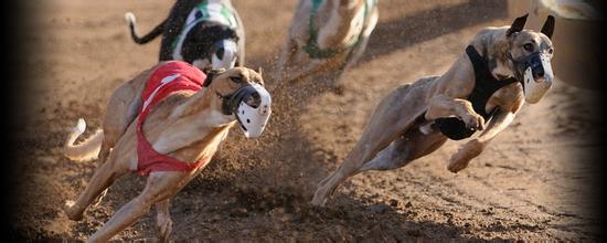 世界格力犬比赛视频