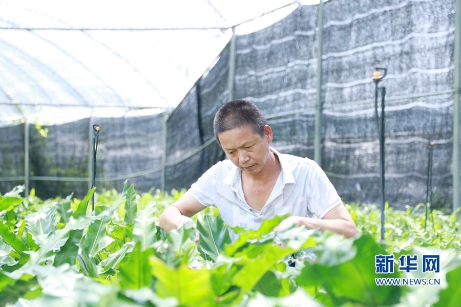 新华网股票行情