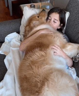 最新金毛幼犬训练视频